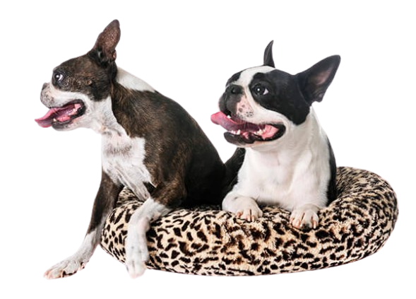 Two dogs on a pet bed - Studio Shot